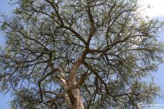 IMG 8663-Kenya, acacia tree looking upwards